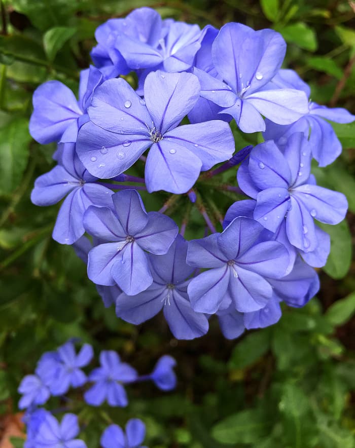 5 Easy-to-grow Tropical Vines With Dazzling Blue Flowers - Dengarden