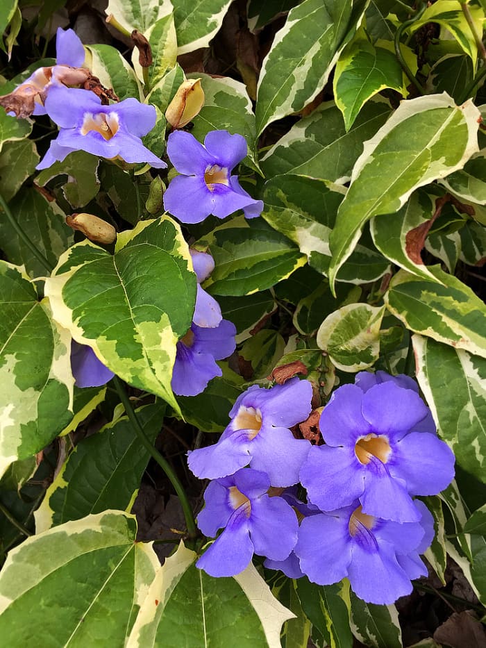 5 Easy To Grow Tropical Vines With Dazzling Blue Flowers Dengarden 3398