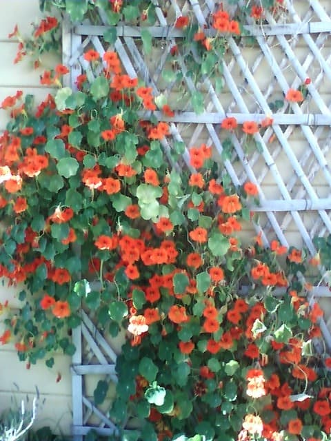 These nasturtiums have become one of my favorite vines- they don't even mind drought conditions!