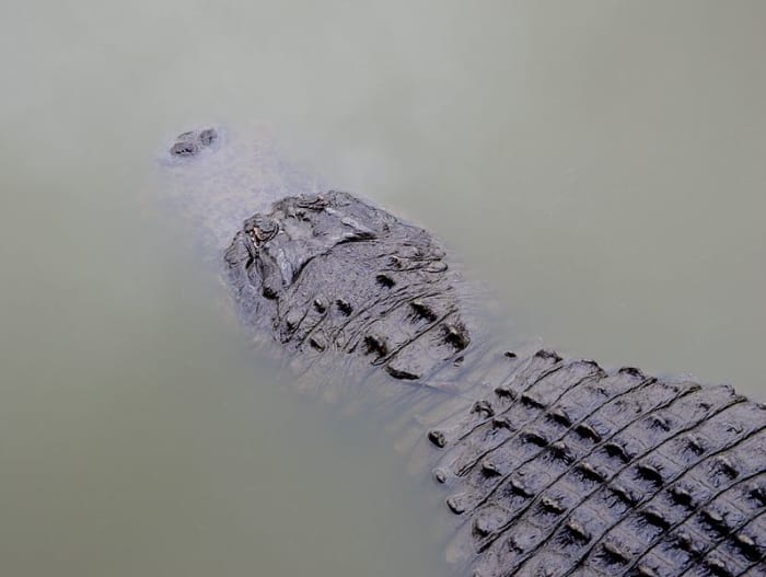 Large American Alligator