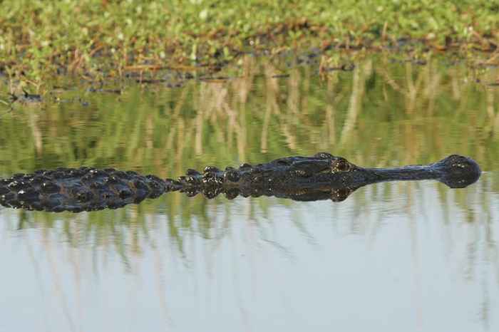 American alligator in water
