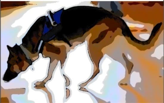 To successfully find source and inaccessible hides, always have faith in your dog. They always know best.