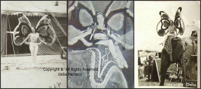 Middle photo from the encyclopedia Her butterfly wing costume for the elephant act
