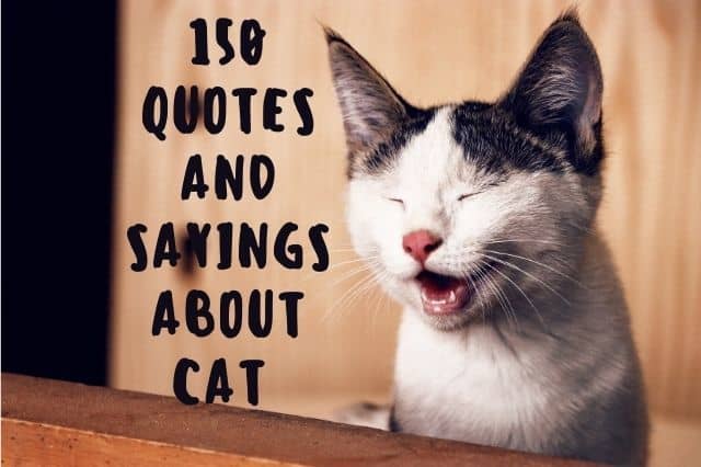 150 Cute Cat Quotes and Sayings - PetHelpful