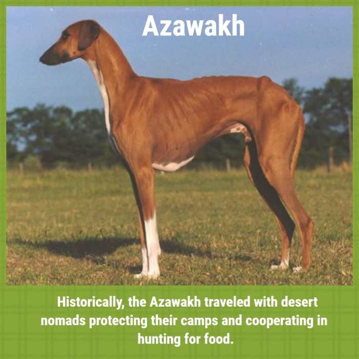 A Guide to 21 Sighthound Breeds PetHelpful