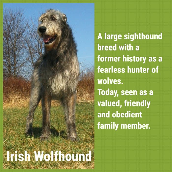 A Guide to 21 Sighthound Breeds - PetHelpful