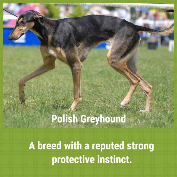 A Guide to 21 Sighthound Breeds PetHelpful