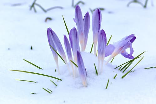The emergence of the crocus heralds the approach of spring and the rabbits that come to eat the flowers.