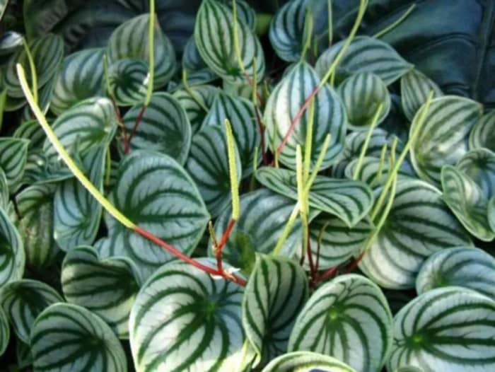 Watermelon peperomia can bloom in the summertime and look like little spikes instead of flowers. Photo courtesy of World of Flowering Plants