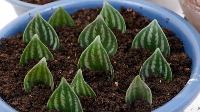 Watermelon Peperomia leaves can easily be propagated directly in the soil. Photo courtesy of Adela B.