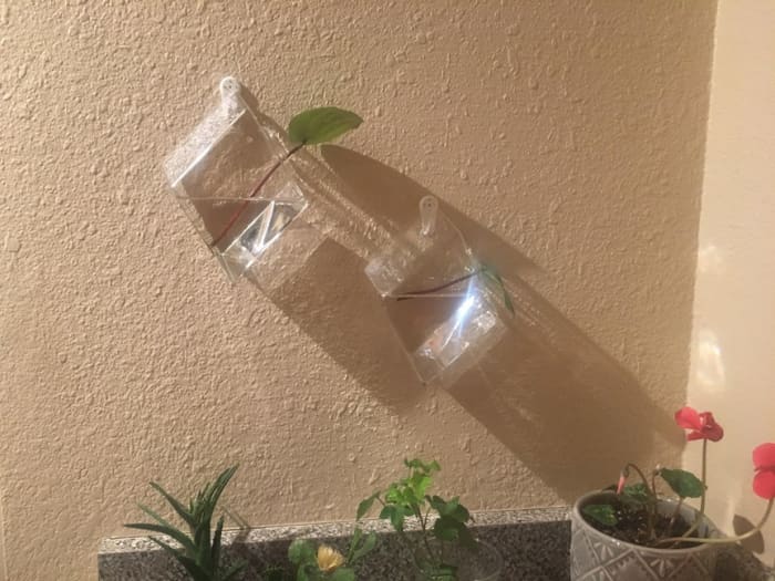 Two hanging glass plant terrariums add a great touch to a home propagation station. Photo courtesy of Kym L. Pasqualini.