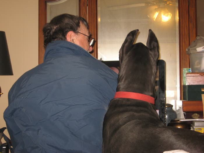 Regardless of the love and care they receive, my Great Danes will never live to be twenty years old.
