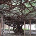 World's largest rose bush This is the trunk and a part of the under canopy. The bush is over 120 years old and covers 8,000 square feet.