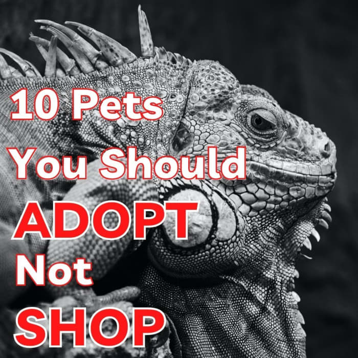 Many common species of pets, both domesticated and exotic, are over-bred because of the demand created by impulse buyers. That's why it's better to adopt instead of buy them.
