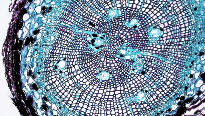 Cross section of the root of a young pine tree. The little holes are capillaries that suck water molecules up into the plant, which carry nutrients with them.