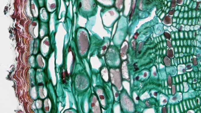 Here's a cross section of a pine tree stem. Note that it, also, has capillaries through which water and nutrients flow. This flow is called "capillary action."