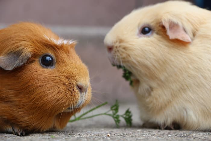 150+ Cute Guinea Pig Names: For Pairs, Colours and More - PetHelpful