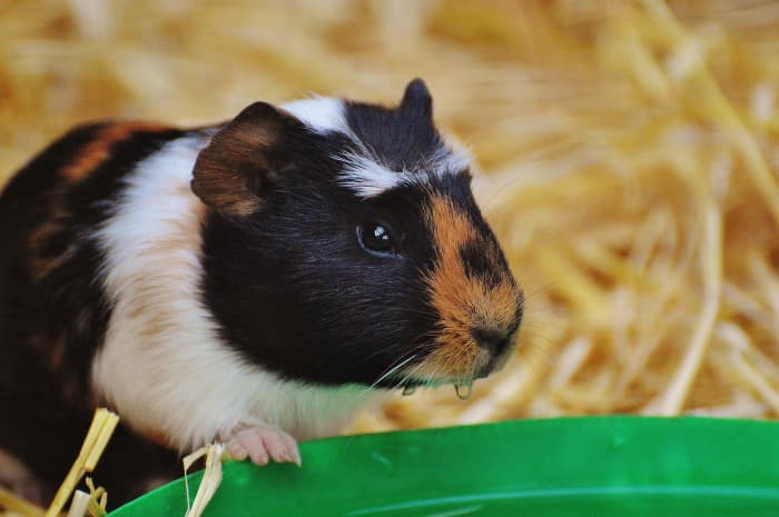 Adopt, don't shop. Rescues and shelters have lots of piggies that need homes.