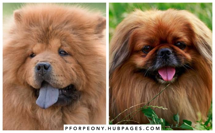 (Left to right) Dog breeds: Chow Chow, Pekingese