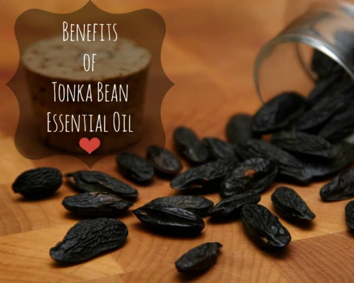 Tonka bean oil is mostly known for its high coumarin content, but it has other useful properties, too, as we shall explore here. (Image edited by healthmunsta.)