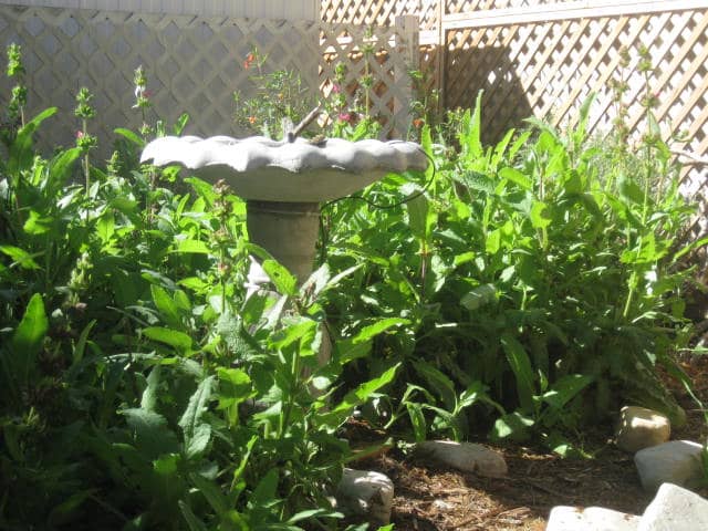 Salvia spathacea, commonly known as hummingbird sage. As the name suggests, hummingbirds love it.