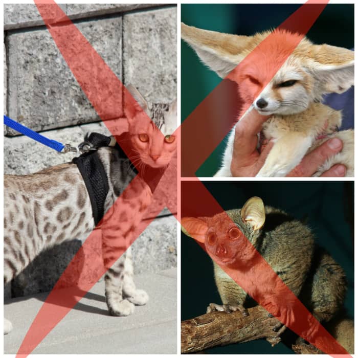 *Note, the cat in the photo is a Savannah cat, hybrid with a serval, therefore it would likely be banned.