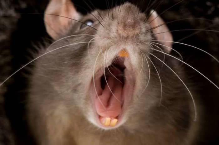 This rat is scary, I believe it is a cannibal rat, they can attack anything and anybody, see this story on the Internet.