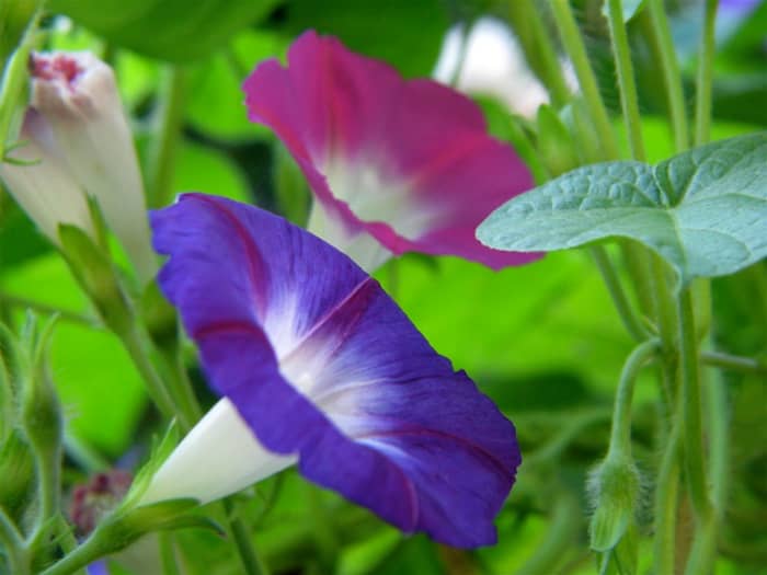 Morning glories come in such beautiful colors like purple and pink.
