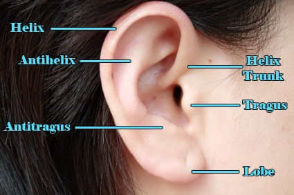 The "Helix Trunk" is another name for forward helix. These are some of the many types of ear piercings around the same region.