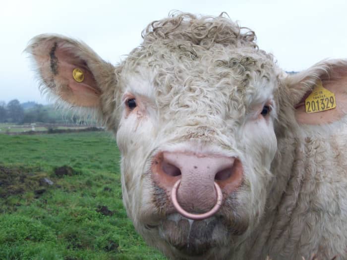 Oui, on a compris, on met aussi des anneaux dans le nez des taureaux. (Mais n'est-elle pas adorable ?)