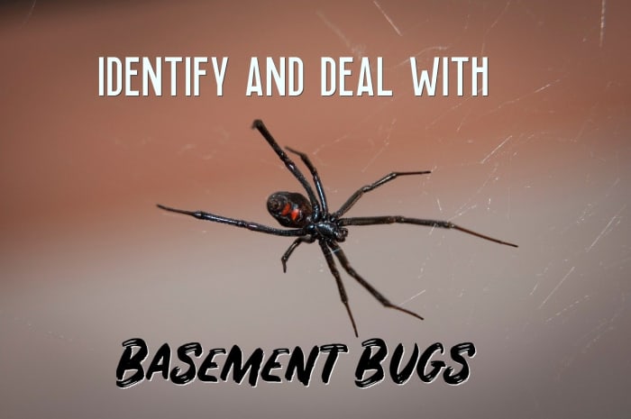 How To Identify And Deal With Basement Bugs Dengarden   Identify The Bugs In Your Basement 