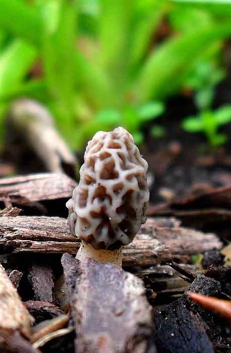 How to Freeze and Preserve Wild Morel Mushrooms - Delishably