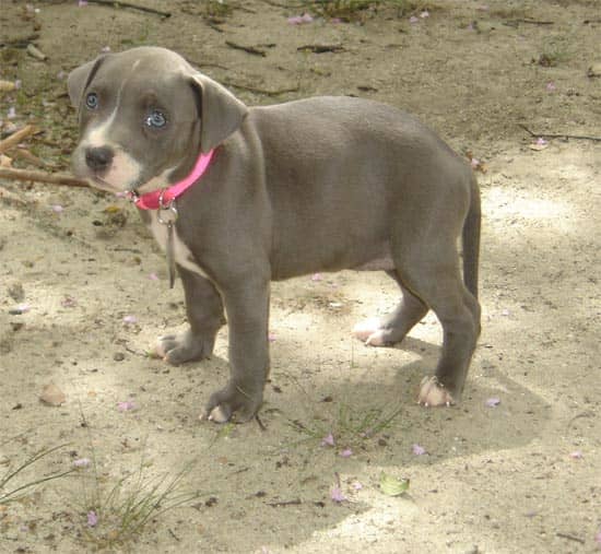 The American Pit Bull Terrier is the second most popular breed in the country, according to the United Kennel Club.