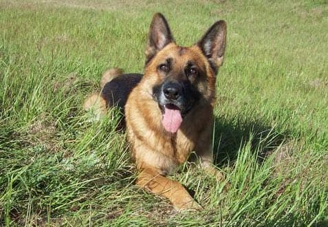 Ask to see both parents of the German Shepherd puppy