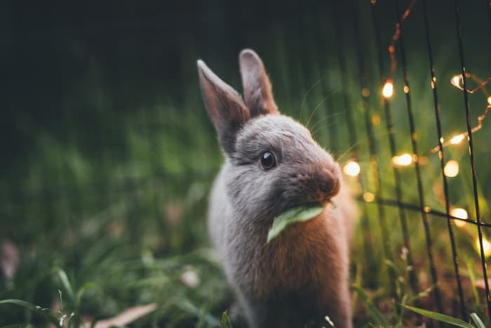 Finding the right cage for your rabbit is critical to keeping them happy.