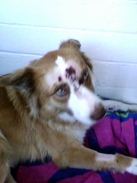 My poor baby Karma looks awful—you can tell what a traumatic experience getting hit by a car was.