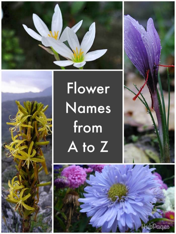 Clockwise, zephyranthes, saffron, China aster, and King's Spear.