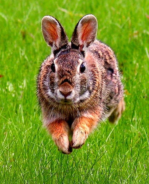 Высоковолокнистая диета помогает кролику быстро летать.