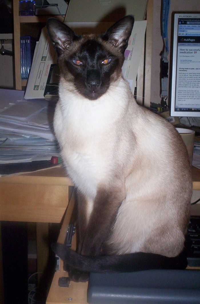 How to Stop a Kitten From Climbing Up Your Leg PetHelpful