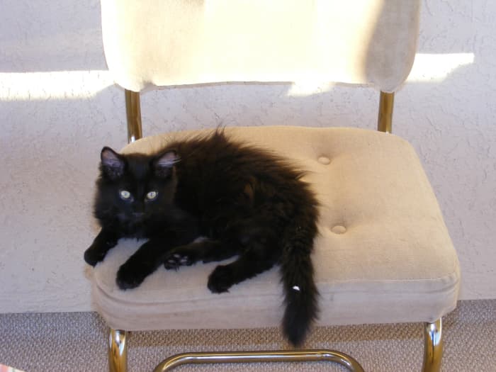 If your cat makes more trips to pee but few drops come out, they may have a UTI.