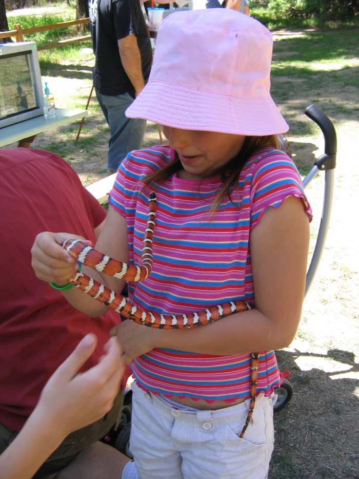 How to Get a Rattlesnake Out of Your Car's Engine and Other Snake