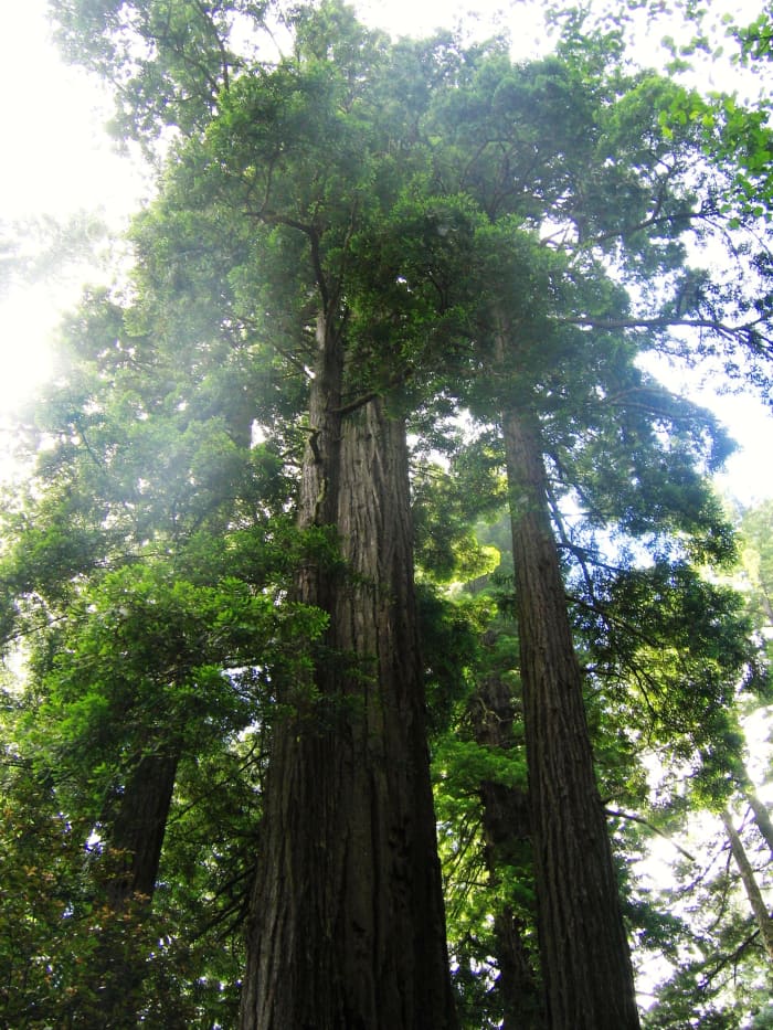 We took these pictures of the majestic Redwoods at Lady Johnson Grove during our visit to California's legendary Humboldt country, where we stayed in nearby Patrick's Point State Park.