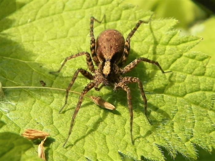 Wolf Spider Facts and the Changing Population in the Arctic - Owlcation