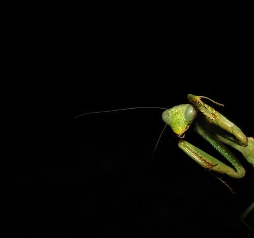 Learn what it's like to keep a praying mantis as a pet and get advice on housing and feeding mantises.