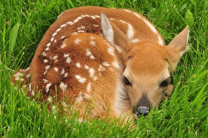 Why Deer and Wild Animals Don't Make Good Pets - PetHelpful