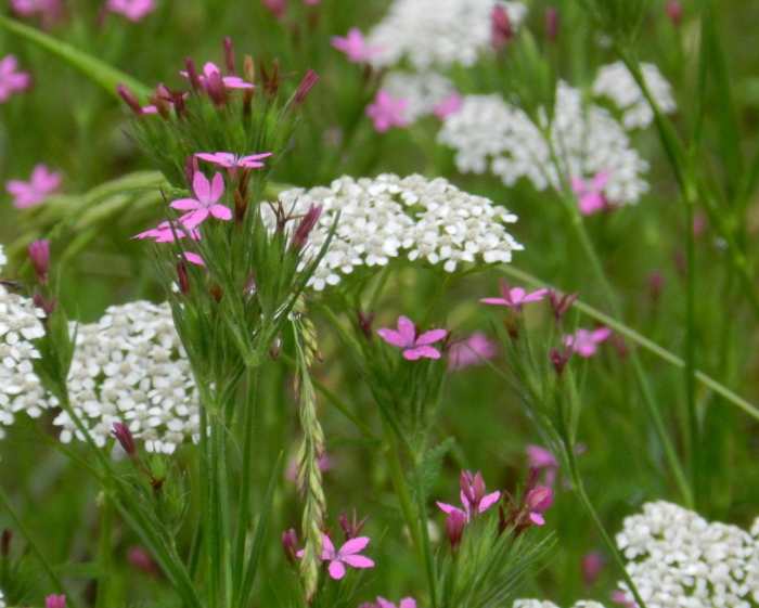 Yarrow flowers in bloom are gorgeous in the garden, a spray of color even in the most unwieldy soil.