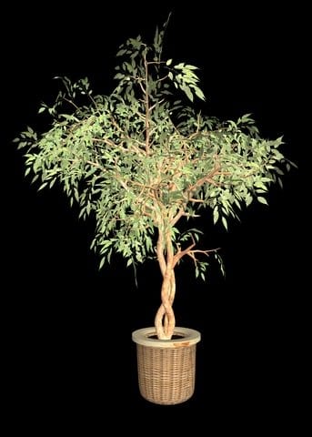 Potted ficus tree. Photo by Fabinus08 at Dreamstime.
