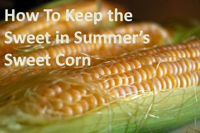 This article will provide you with plenty of information on how to preserve the tasty sugars in your sweet corn, regardless of whether you grow your own or purchase it at a market.