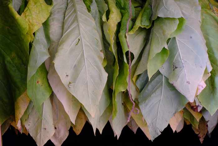 Drying or "curing" home-grown tobacco leaves. 