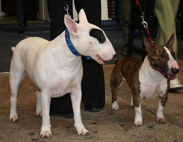 A standard white with a brindle and white mini Bull Terrier.